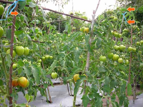 budidaya tomat organik